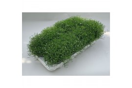 Gypsophilla muralis gypsy white wit