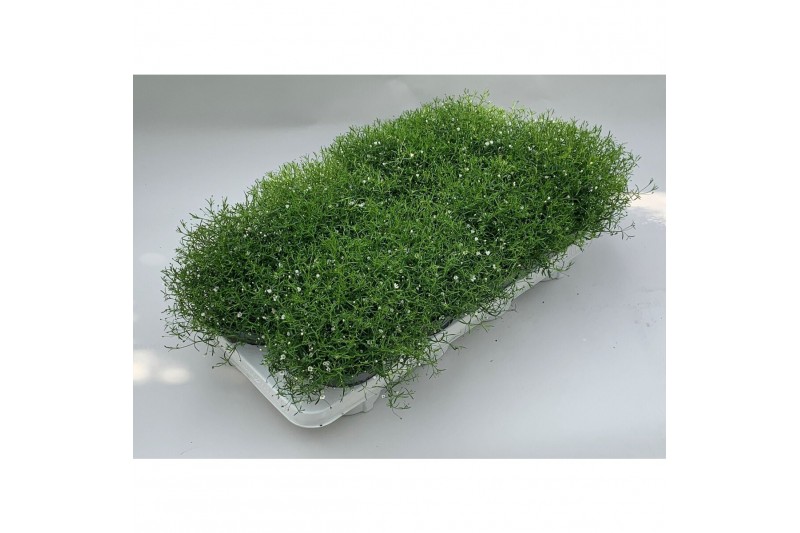 Gypsophilla muralis gypsy white wit 