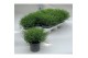Gypsophilla muralis gypsy white wit 