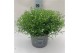 Gypsophilla muralis gypsy white wit 