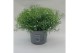 Gypsophilla muralis gypsy white wit 