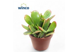 Crassula ovata sunset