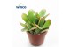 Crassula ovata sunset 