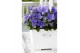 Platycodon grandiflorus astra blue 