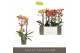 Phalaenopsis multiflora exclusivo gold colours mix Exclusivo Gold 2 sp 