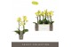 Phalaenopsis multiflora anthura arezzo Exclusivo Arezzo 2 spike 