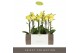 Phalaenopsis multiflora anthura arezzo Exclusivo Arezzo 2 spike 
