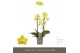 Phalaenopsis multiflora anthura arezzo Exclusivo Arezzo 2 spike 