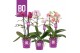 Phalaenopsis multiflora mix BO - Colours Mix - 2 tak, 17+ bloem 