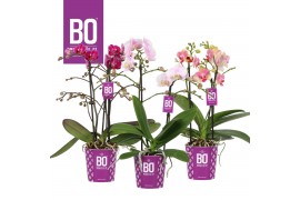 Phalaenopsis multiflora mix BO - Colours Mix - 2 tak, 17+ bloem