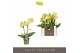 Phalaenopsis multiflora geel Optifriend Suzy 2 tak 