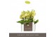 Phalaenopsis multiflora geel Optifriend Suzy 2 tak 