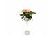 Anthurium andr. spirit 4 bl. 