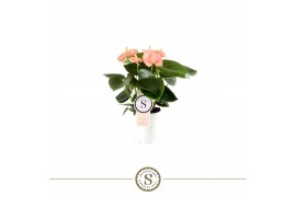 Anthurium andr. spirit 4 bl.