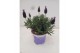 Lavandula little bee purple stoecha Lavandula stoechas compact blue 
