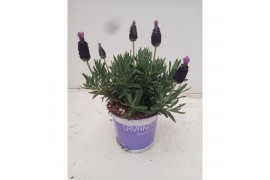 Lavandula little bee purple stoecha Lavandula stoechas compact blue