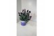 Lavandula little bee purple stoecha Lavandula stoechas compact blue 