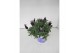Lavandula little bee purple stoecha Lavandula stoechas compact blue 