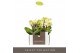Phalaenopsis multiflora geel Optifriend Lena 2spike 