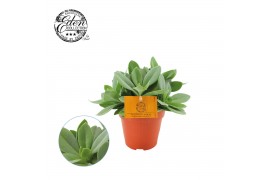 Senecio mountain fire cephalophorus