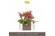 Phalaenopsis multiflora rood Optifriend red 2spike 