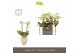 Phalaenopsis multiflora geel Optifriend Sara 2 spike in Emilia Sand Aq 