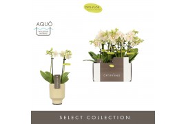 Phalaenopsis multiflora geel Optifriend Sara 2 spike in Emilia Sand Aq