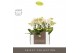 Phalaenopsis multiflora geel Optifriend Sara 2 spike in Emilia Sand Aq 