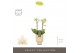 Phalaenopsis multiflora geel Optifriend Sara 2 spike in Emilia Sand Aq 