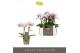 Phalaenopsis multiflora roze Optifriend Sanne 2spike 