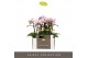 Phalaenopsis multiflora roze Optifriend Sanne 2spike 