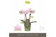 Phalaenopsis multiflora roze Optifriend Sanne 2spike 