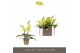 Phalaenopsis multiflora geel Optifriend Vayenne 2 tak 