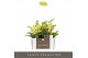Phalaenopsis multiflora geel Optifriend Vayenne 2 tak 