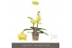 Phalaenopsis multiflora geel Optifriend Vayenne 2 tak 