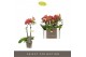 Phalaenopsis multiflora rood Optifriend Rosa 2 spike 