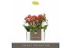 Phalaenopsis multiflora rood Optifriend Rosa 2 spike 