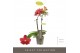 Phalaenopsis multiflora rood Optifriend Rosa 2 spike 