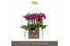 Phalaenopsis multiflora paars Optifriend Emma 2spike 