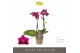 Phalaenopsis multiflora paars Optifriend Emma 2spike 