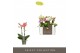 Phalaenopsis multiflora mix Optifriend Love mix 2 spike 10 bl. 2 tak/p 