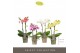 Phalaenopsis multiflora mix Optifriend Love mix 2 spike 10 bl. 2 tak/p 