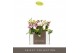 Phalaenopsis multiflora mix Optifriend Love mix 2 spike 10 bl. 2 tak/p 