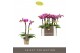 Phalaenopsis multiflora roze Optifriend Nikki 2spike 