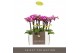 Phalaenopsis multiflora roze Optifriend Nikki 2spike 