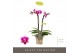 Phalaenopsis multiflora roze Optifriend Nikki 2spike 