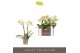 Phalaenopsis multiflora geel Optifriend Sara 2spike 