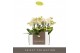 Phalaenopsis multiflora geel Optifriend Sara 2spike 