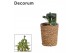 Albuca spiralis frizzle sizzle in ompot ruby decorum 
