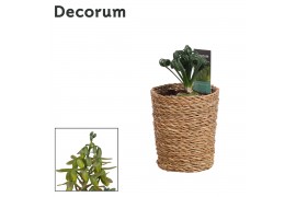 Albuca spiralis frizzle sizzle in ompot ruby decorum